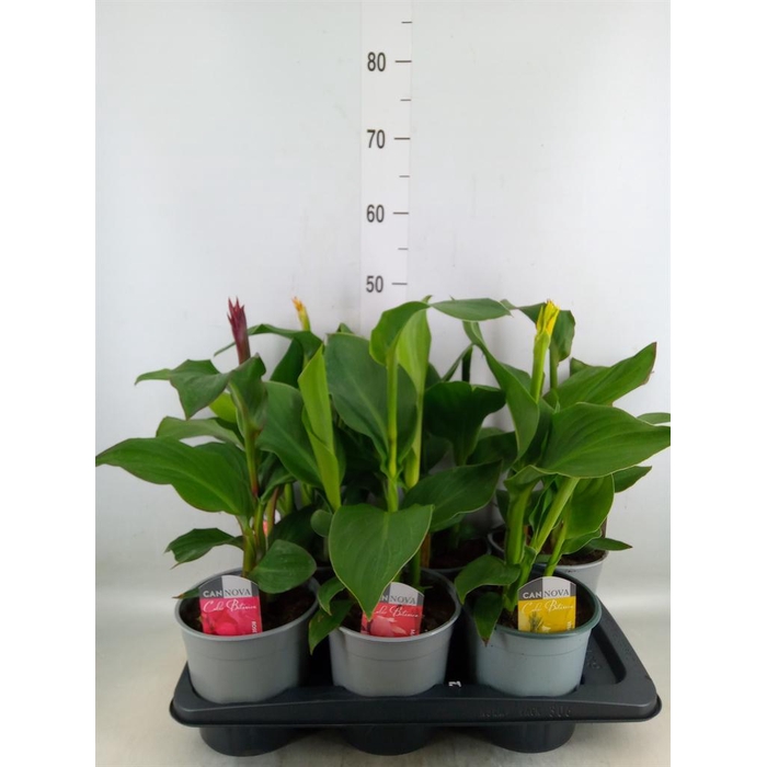 <h4>Canna  'Cannova'   ...mix</h4>
