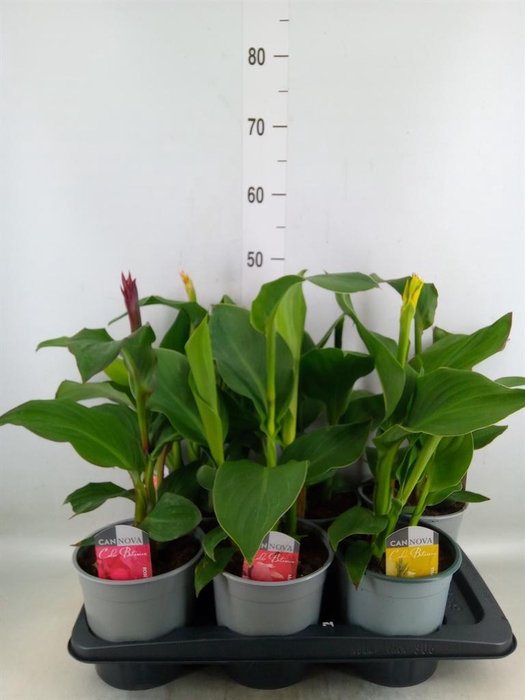 <h4>Canna  'Cannova'   ...mix</h4>