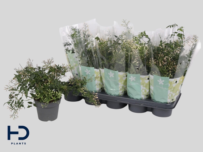 <h4>JASM POLYANTHUM WIT</h4>