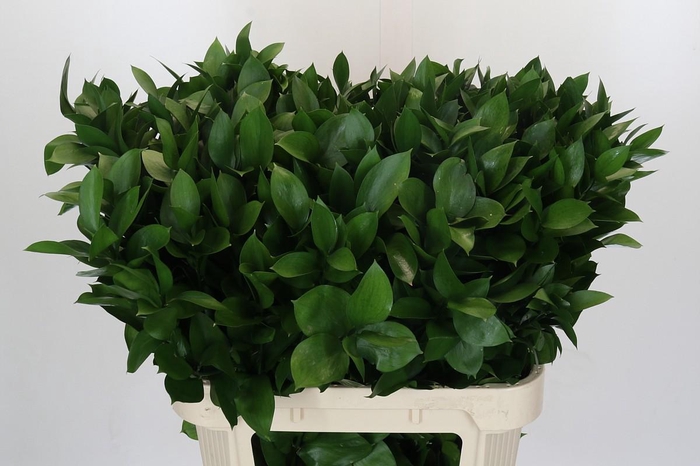 <h4>Ruscus Hypophyllum</h4>