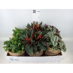 Arr.   Kamerplant Groen L%