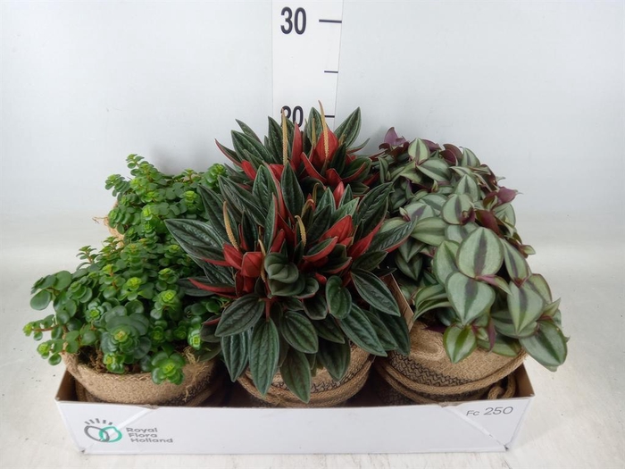 <h4>Arr.   Kamerplant Groen L%</h4>