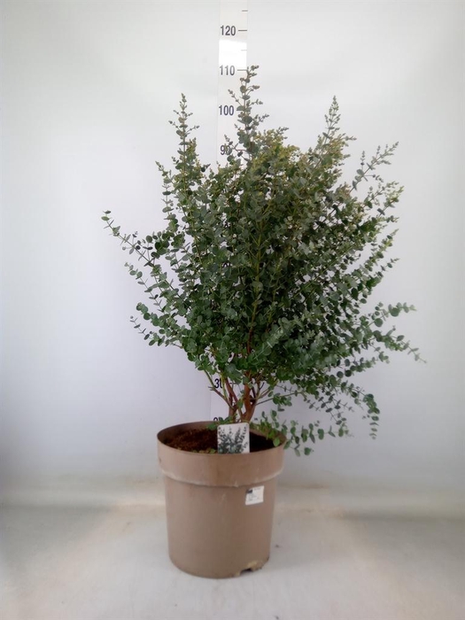 <h4>Eucalyptus gunnii</h4>
