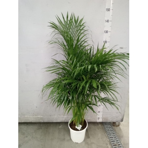 Dypsis lutescens   ...Chrysalidoca