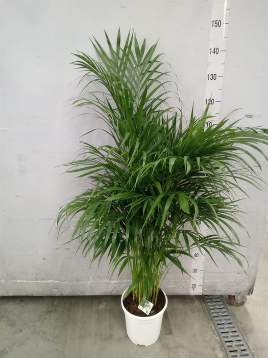 <h4>Dypsis lutescens   ...Chrysalidoca</h4>