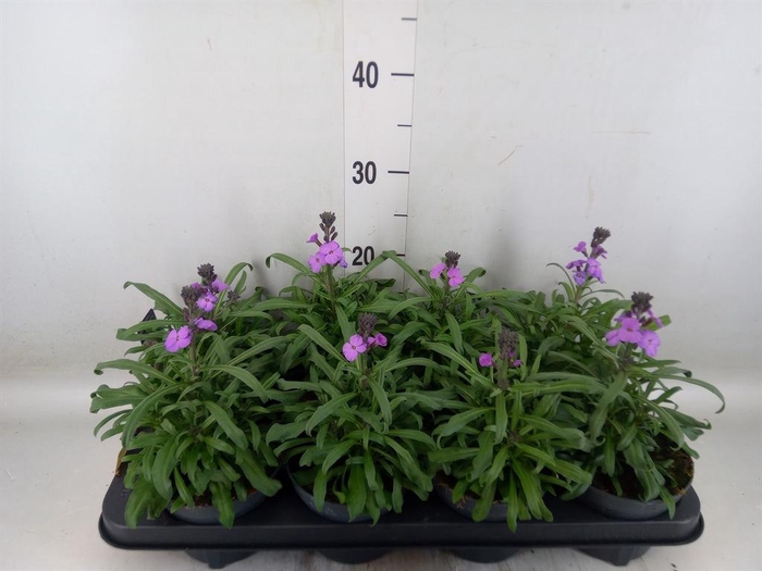 <h4>Erysimum linifolium 'Bowles Mauve'</h4>
