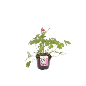 Aquilegia vulgaris Winky Red-White