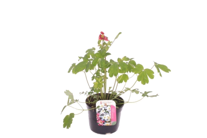 <h4>Aquilegia vulgaris Winky Red-White</h4>