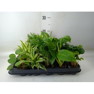 Planten Groen   ...mix  5