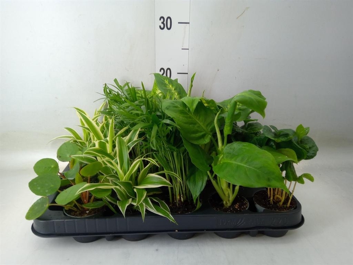 <h4>Planten Groen   ...mix  5</h4>