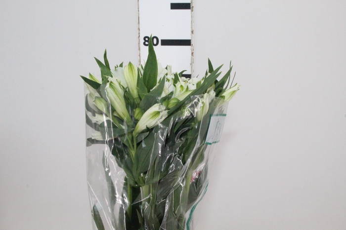 <h4>ALSTROEMERIA AKEMI 080 CM</h4>