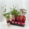 Paeonia gemengd