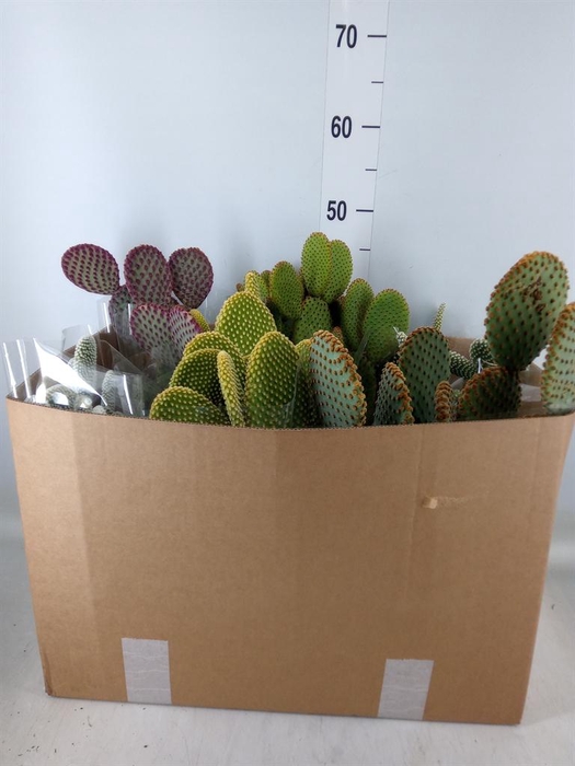 <h4>Opuntia microdasys</h4>