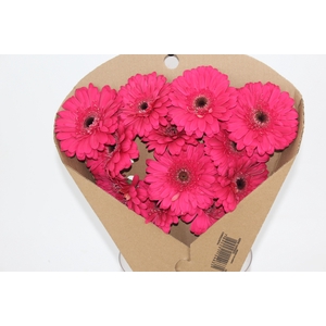 GERBERA LANDMARK < 050 CM < 10 CM DIAM PINK