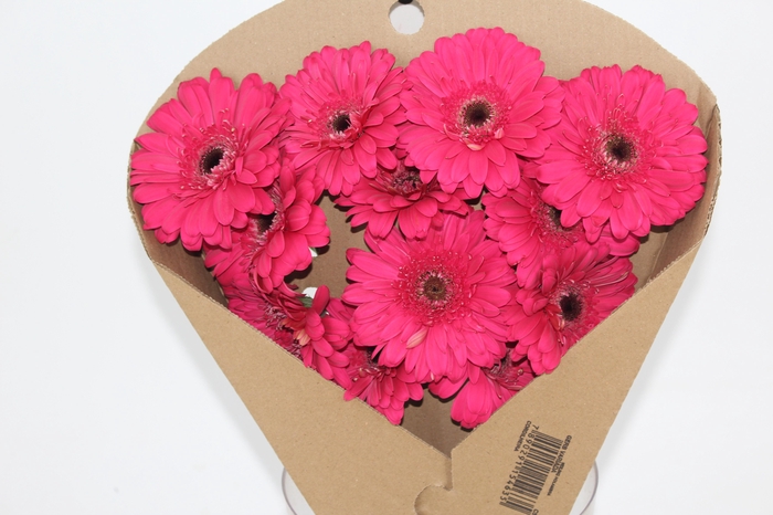 <h4>GERBERA LANDMARK < 050 CM < 10 CM DIAM PINK</h4>