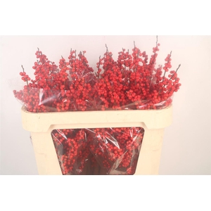 Ilex Verticilata Red Premium