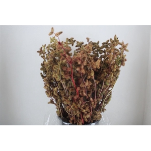 Datura Abs Red Gr 400
