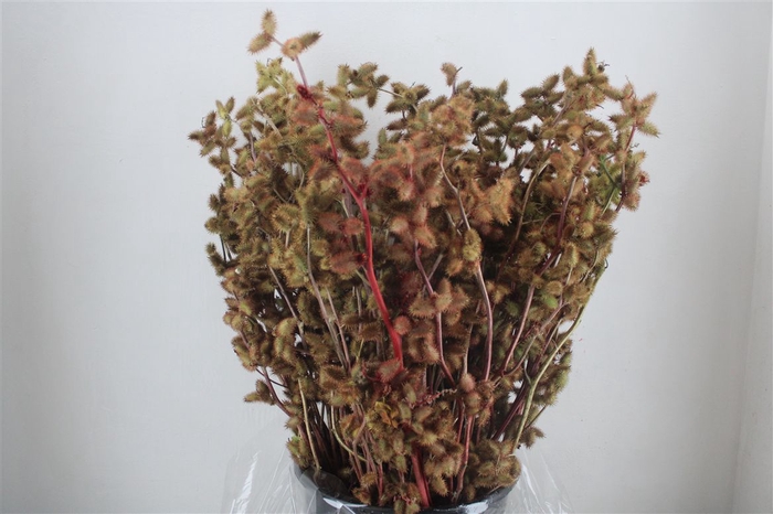 <h4>Datura Abs Red Gr 400</h4>
