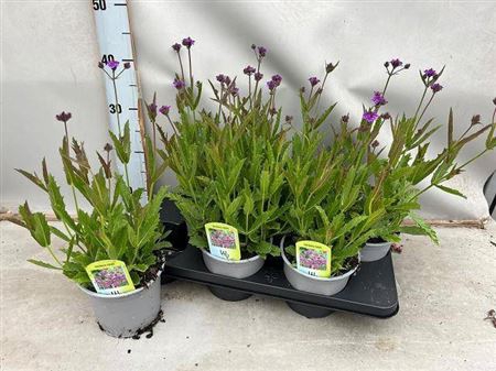 <h4>Verbena Rigida</h4>