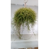 Muehlenbeckia com. 'Mao'ri'