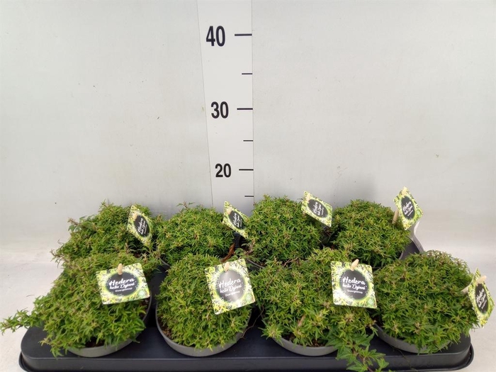 <h4>Hedera   ...</h4>