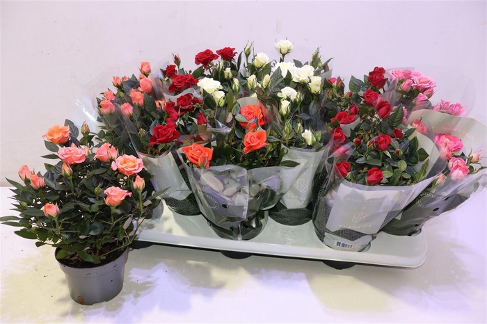 <h4>Ro Kordana Gem 5 Srt</h4>