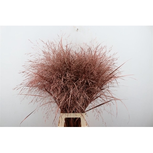 Siergras Panicum Kbh Metallic Pink P Stem