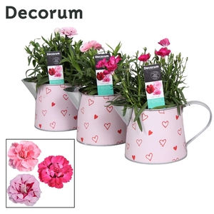 Dianthus - 10,5 cm - Sweet Watering Can - Decorum