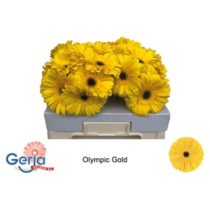 GE GR OLYMPIC GOLD