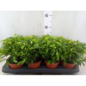 Ficus benja. 'Green Kinky'