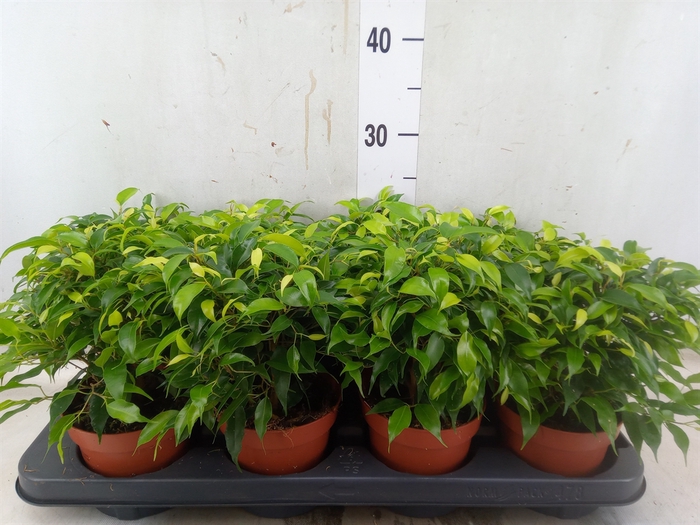 <h4>Ficus benja. 'Green Kinky'</h4>