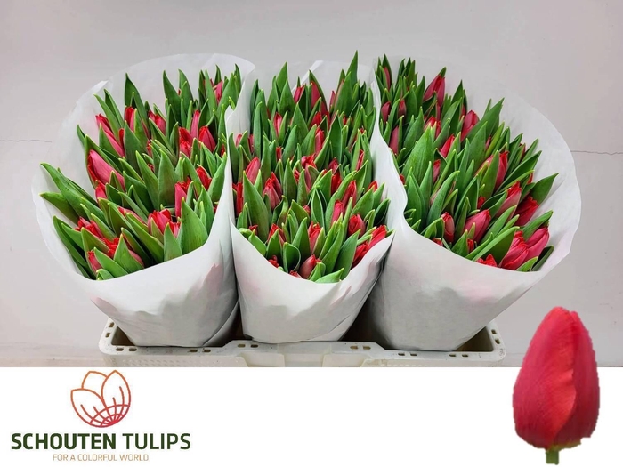 <h4>TU EN FIRST STAR</h4>