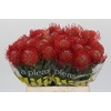 Nutans Ayoba Red