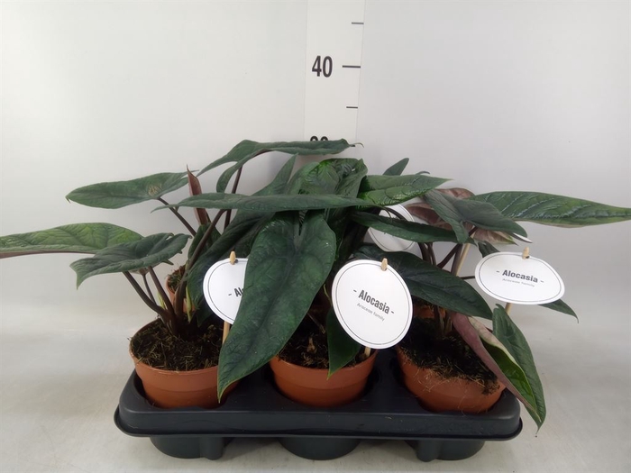 <h4>Alocasia   ...</h4>
