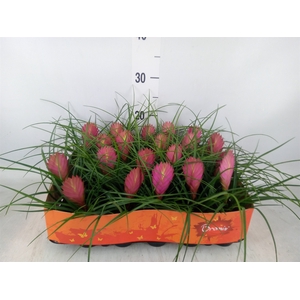 Tillandsia cyanea