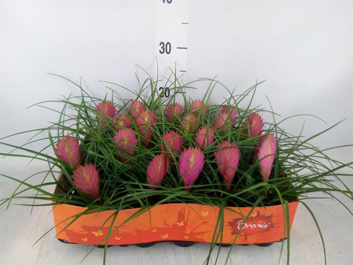 <h4>Tillandsia cyanea</h4>