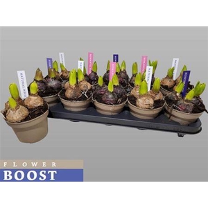 Hyacin Pear Gem 4 Kl