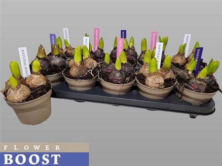 <h4>Hyacin Pear Gem 4 Kl</h4>