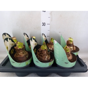 Hippeastrum DI 'White Star'