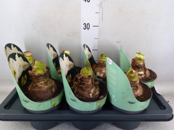 <h4>Hippeastrum DI 'White Star'</h4>