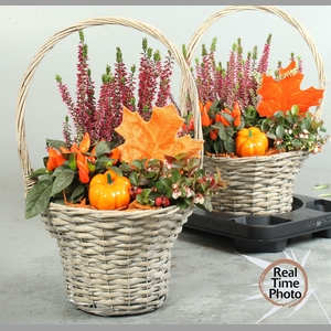 ARR TUINPLANTEN
