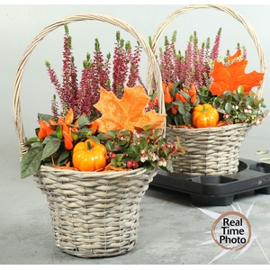 ARR TUINPLANTEN