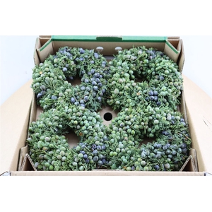 Wr Sierfruit Juniperus 20cm ( Anttar )