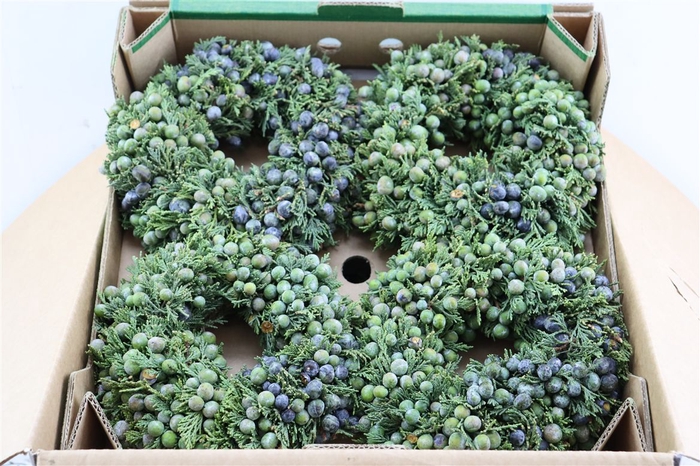 <h4>Wr Sierfruit Juniperus 20cm ( Anttar )</h4>