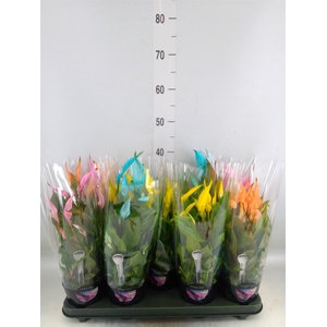 Spathiphyllum  'Bellini'