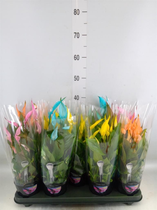 <h4>Spathiphyllum  'Bellini'</h4>