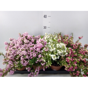 Gaultheria mucronata