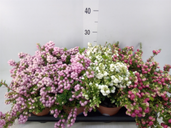 <h4>Gaultheria mucronata</h4>