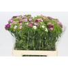 Dianthus Br Mix Rainbow