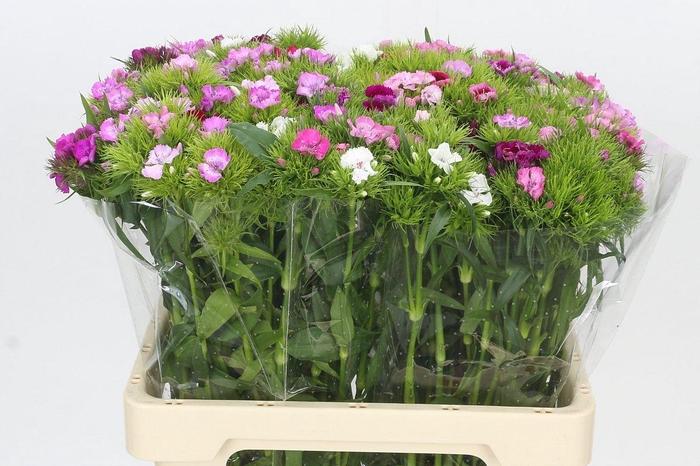 <h4>Dianthus Br Rainbow Mix</h4>
